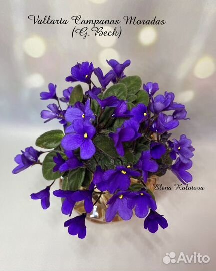 Фиалка сортовая