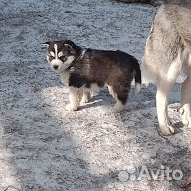 Идеи на тему «Щенки хаски фотосессия» (12) | хаски, щенки, помски