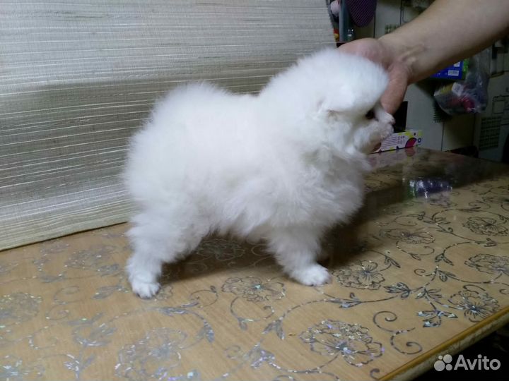 Белое облачко)