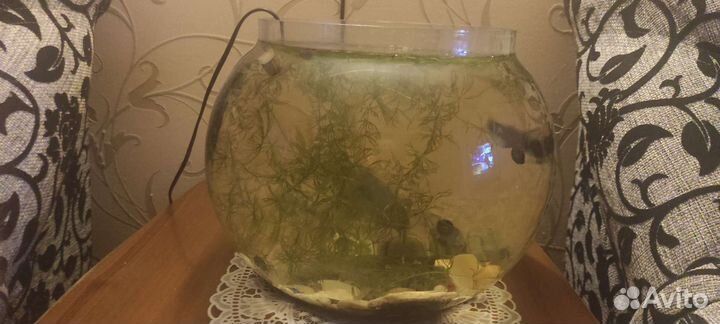 Аквариум