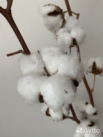 Сухоцветы: хлопок, зайцехвост