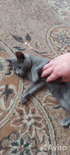 Отдам котёнка в добрые руки(похож на породу русска