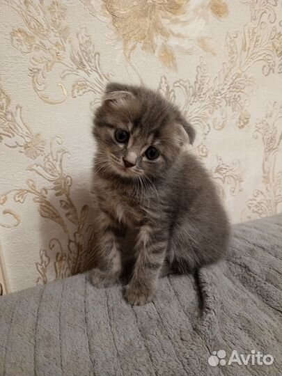 Вислоухие котята