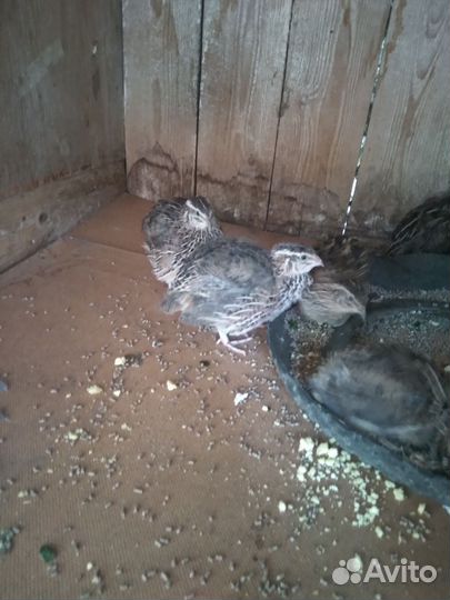 Перепела несушки