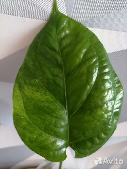 Амидриум медиум минт