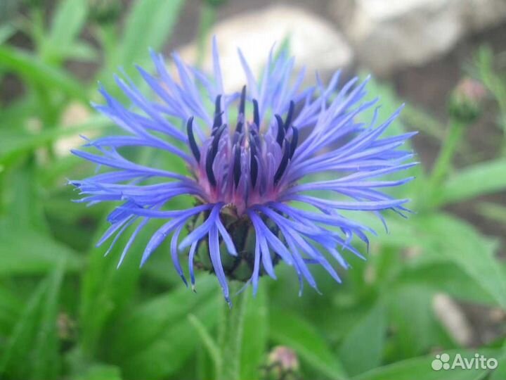 Василек садовый