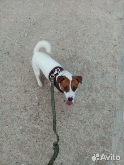 Джек Рассел терьер