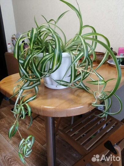 Хлорофитум бонни