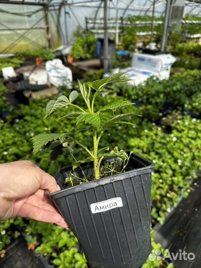 Саженцы ремонтантной малины