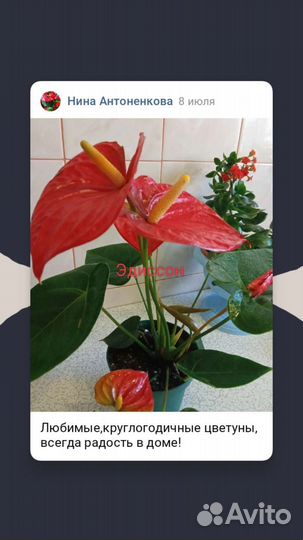 Антуриум,или мужское счастье