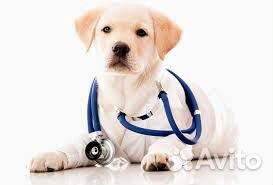 Ветеринарные услуги
