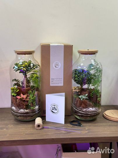 Флорариум Neopure Аполлион большой люкс издание