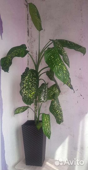 Диффенбахия