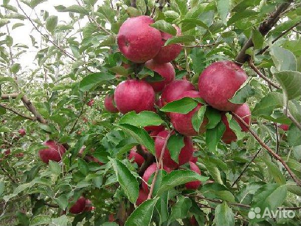 Яблоня Слава победителям