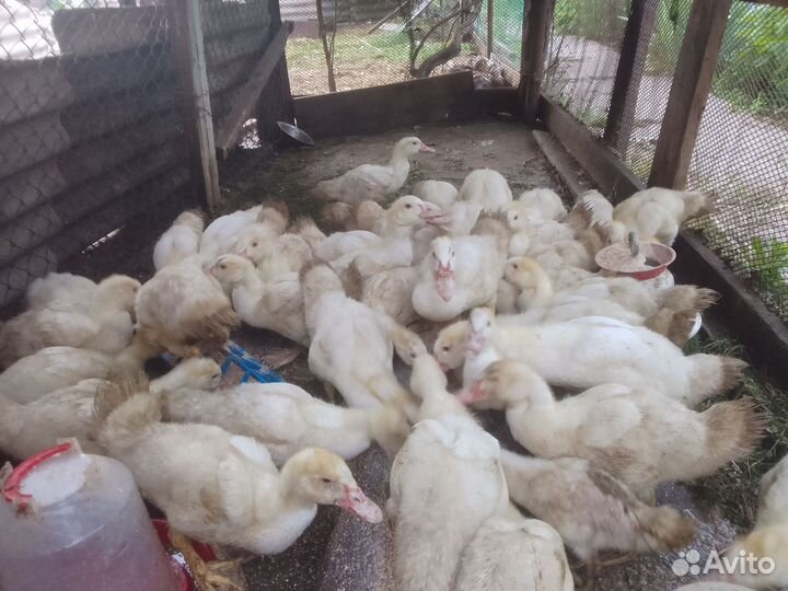 Мускусные утки тяжелой линии