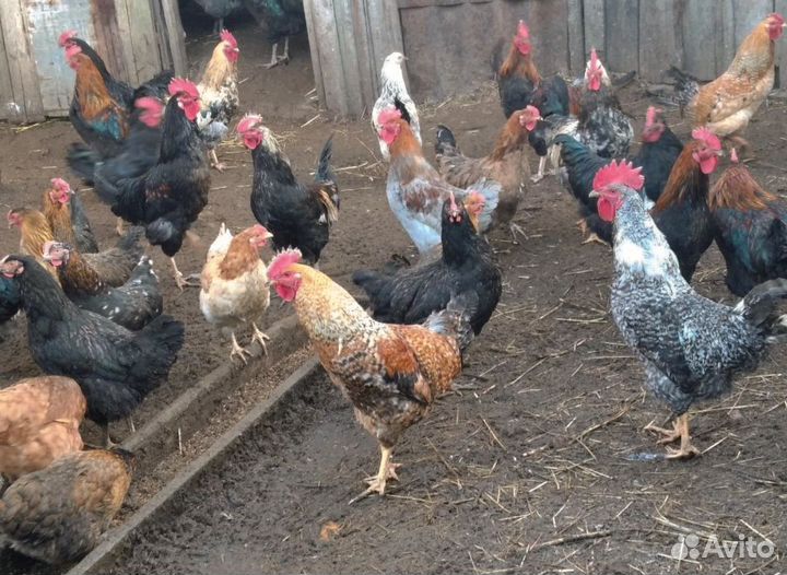 Петухи 40 штук