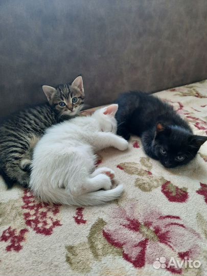 Котята