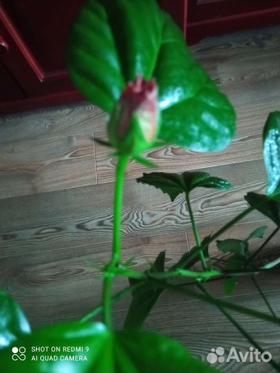 Комнатные растения цветы