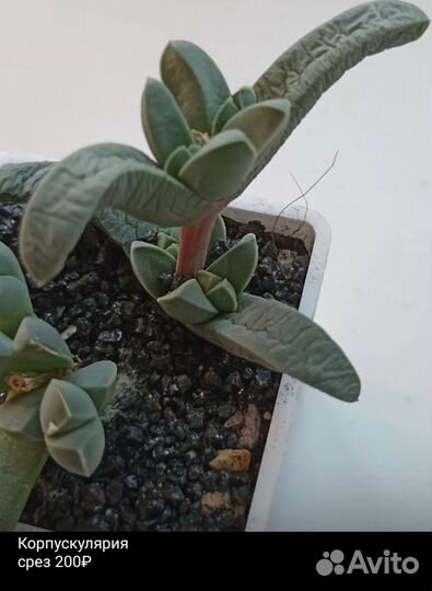 Суккуленты разное