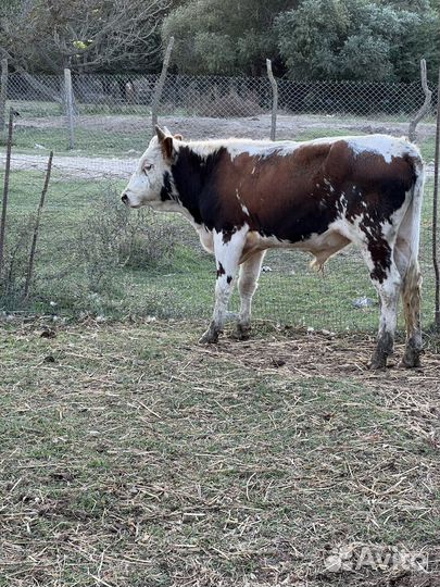 Бычки на откорм сименталы