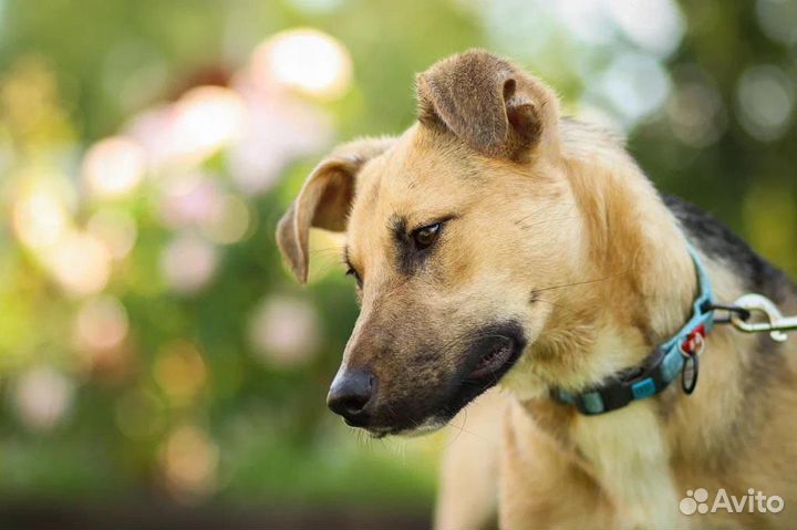 Очаровательный Бондо