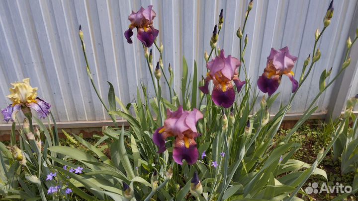 Ирисы лилейник хоста