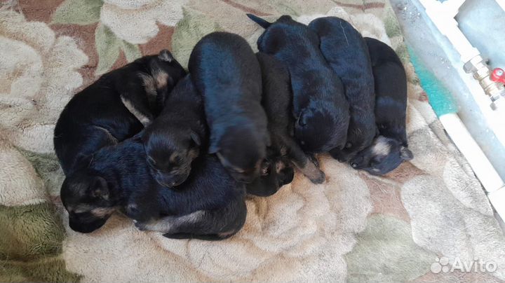 Собаки щенки немецкая овчарка