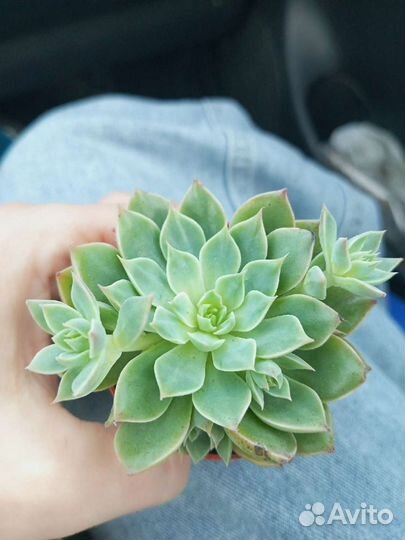 Набор суккулентов для размножения 8 шт