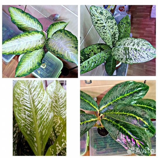 Редкие сорта диффенбахий и аглаонем продам