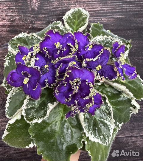 Фиалка листья