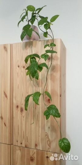 Клеродендрум