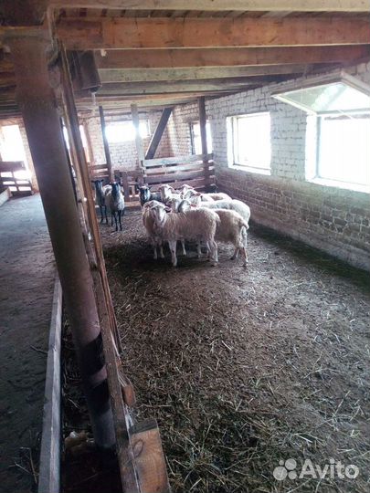 Продам бараны пароды Куйбышевский