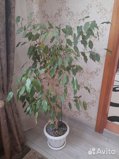 Комнатные цветы