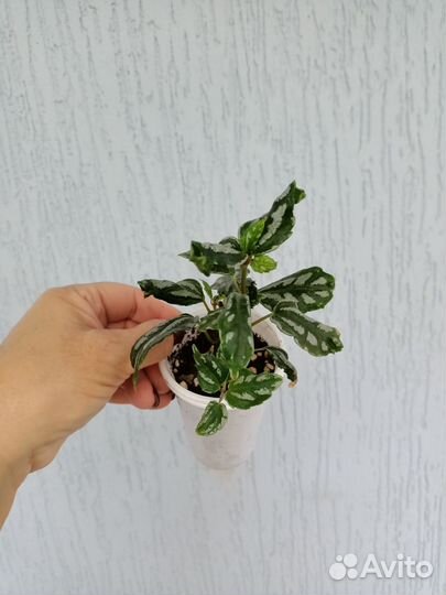 Комнатные растения