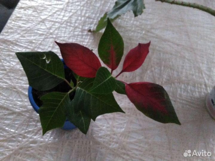 Пуансентия