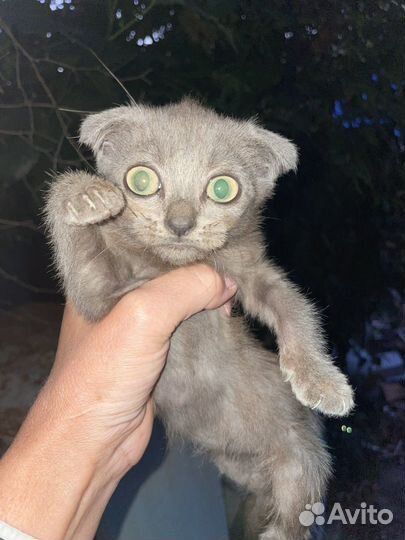 Британские вислоухие котята бесплптно