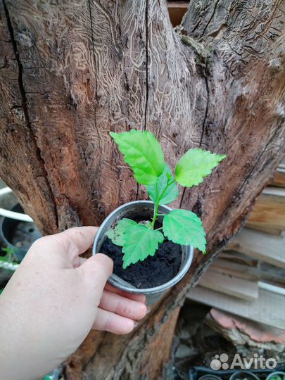 Сирийская роза. Гибискус