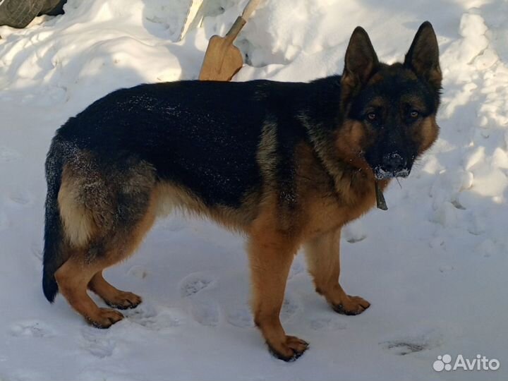 Вязка кобель