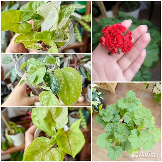 Сингониум, сциндапсус, пеларгония