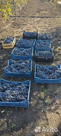 Саженцы винограда