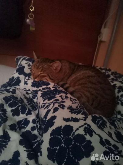 Кошка в дар бесплатно