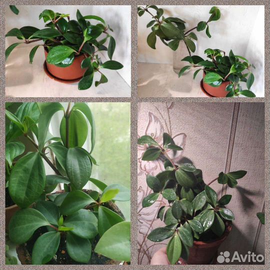 Пеперомии разных сортов