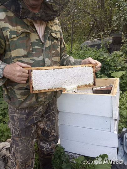 Пчелы среднерусской породы