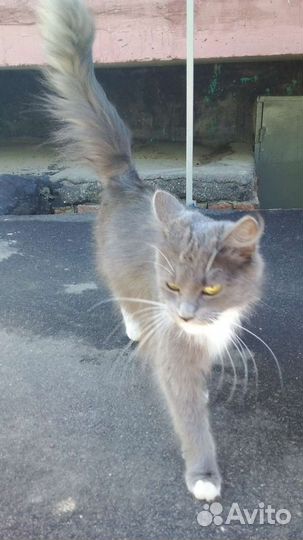 Найдена кошка