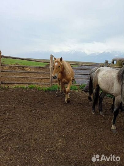 Жеребец 2.5года