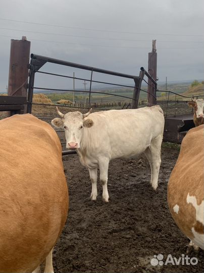 Стельные телки и бычки