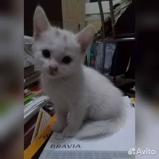 Кошка в дар бесплатно