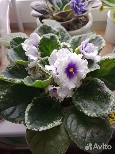 Фиалки сортовые