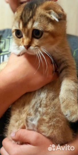 Шотландские котята текированные золотые ny25