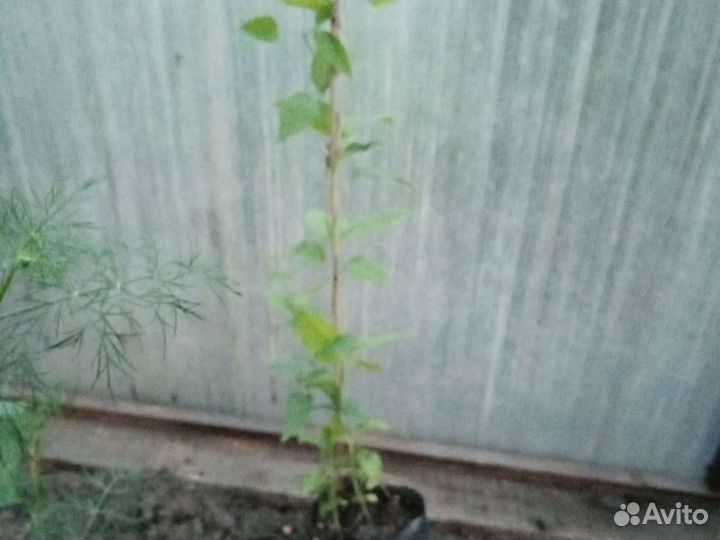 Саженцы клематиса